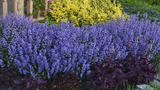 Nepeta Production Tips  Walters Gardens [upl. by Aihseken]