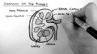 Renal Anatomy 1  Kidney [upl. by Fezoj808]