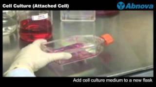 Cell Culture Attached Cell [upl. by Hazem]