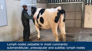 Lymph node palpation in ruminants [upl. by Woodcock901]