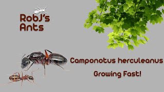 Growing Fast  Camponotus herculeanus [upl. by Kerianne]