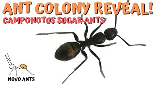 Ant Colony 3 REVEAL  carpenter ants  Camponotus Aeneopilosus  Carpenter ants [upl. by Marlena]