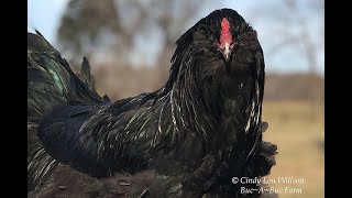 HEN or a ROOSTER How to tell Easter Egger  Ameraucana Cockerel [upl. by Alesiram]