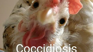 Coccidiosis In Chickens [upl. by Yelrehs]