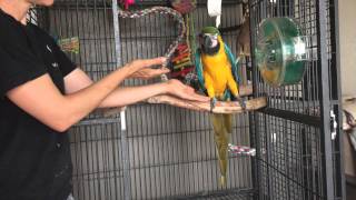 Aggressive Parrots Teaching a macaw to step up Part 1 [upl. by Selinski]