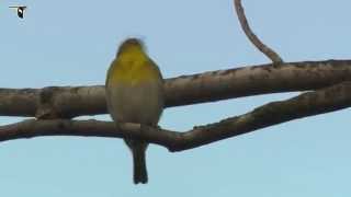 Yellowthroated Vireo [upl. by Olemrac]