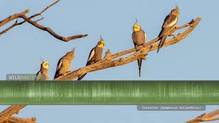 Cockatiel sounds  The calls of wild cockatiels quarrions in the Australian outback [upl. by Maggie]