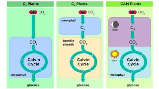 Types of Photosynthesis in Plants C3 C4 and CAM [upl. by Killoran]