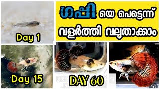 Guppy Fast Growth Tips  Day 1 to Day 60 Groth  Guppykerala [upl. by Hillard]