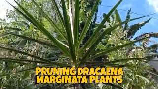 Dracaena Marginata pruning care guide [upl. by Nimsaj]