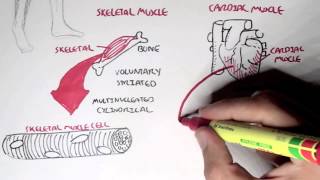 Myology  Introduction Skeletal Cardiac Smooth Muscles [upl. by Aseram]