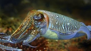 Cuttlefish  the King of Camouflage [upl. by Claresta]