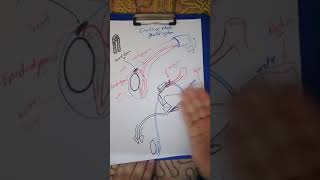 Anatomy of epididymis and Vas deferens [upl. by Sternlight727]