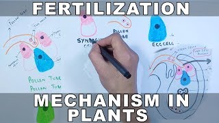 Fertilization Mechanism in Plants [upl. by Stier299]