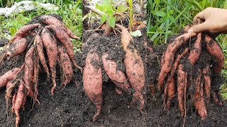 How to grow sweet potatoes plant  how to plant sweet potatoes in sacks [upl. by Ardnaxila]