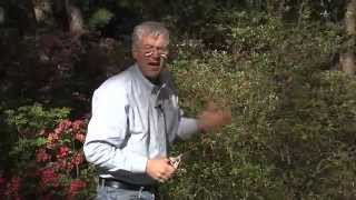 Walter Reeves  When And How To Prune Azaleas [upl. by Jun279]