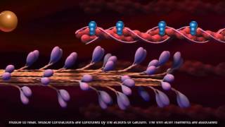 Muscle Contraction  Cross Bridge Cycle [upl. by Baal]