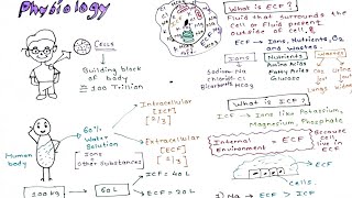 Physiology Intracellular and Extracellular fluid [upl. by Griswold]