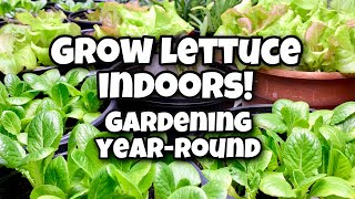 How to Grow Lettuce Indoors  Gardening YearRound [upl. by Enyrehtak]