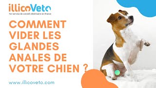 Conseils Vétérinaires Comment vider les glandes anales de votre chien [upl. by Yregram]