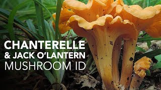 Chanterelle amp Jack OLantern — Mushroom ID [upl. by Elia708]