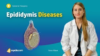 Epididymis Diseases  Surgery Video Lecture  Medical Online Education  VLearning™ [upl. by Asiuqram]