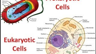 Prokaryotes vs Eukaryotes [upl. by Eggleston]