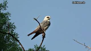 Mississippi Kite Call  Mississippi Kite Sound  Mississippi Kite Bird Bird  Mississippi Kite Hawk [upl. by Hauhsoj313]