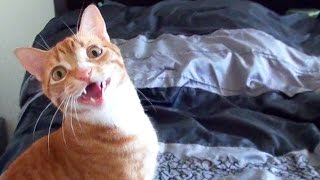 Funny Cats and Kittens Meowing Compilation [upl. by Norina]