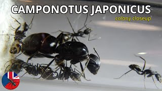 Camponotus japonicus  AntsCzech EN [upl. by Hildick907]