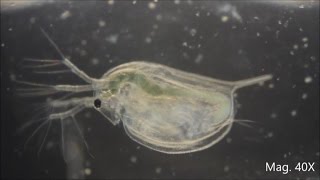 Daphnia magna under the Microscope [upl. by Karas]