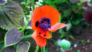 How to Grow Poppies from Seed [upl. by Aneeuqahs]