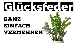 Glücksfeder ganz einfach vermehren [upl. by Eedissac]