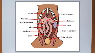 Abdomen del perro  Anatomía veterinaria [upl. by Esenwahs]