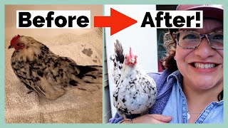 Do Natural Remedies for Chickens REALLY Work [upl. by Nonrev]