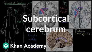 Subcortical cerebrum  Organ Systems  MCAT  Khan Academy [upl. by Vikky408]