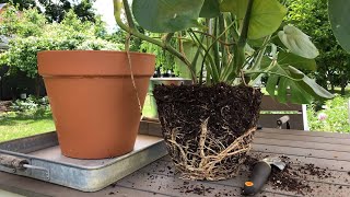 🪴 Repotting Monstera deliciosa 👩‍🌾 [upl. by Ginni]