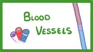 GCSE Biology  Blood Vessels 24 [upl. by Getter]