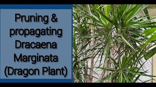 PRUNING amp PROPAGATING DRACAENA MARGINATA DRAGON PLANT [upl. by Sibylle167]