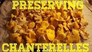 How to preserve Chanterelle Mushrooms [upl. by Araet]