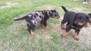 Beauceron puppies spending time outside 34 days old [upl. by Nivlac999]