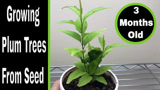 How To Grow Plum Trees From Seed 03 Months [upl. by Tomasz227]