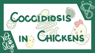 Coccidiosis in Chickens  causes pathophysiology life cycle diagnosis prevention [upl. by Seldun]