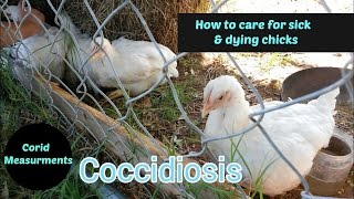 How To Treat Sick Chickens [upl. by Bella]