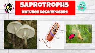 Saprotrophs ExamplesDecomposersFungiBacteriaWater mold [upl. by Charmine388]