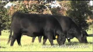 McKellar Angus Ranch Superior TexasRaised Angus Cattle [upl. by Tiphanie525]