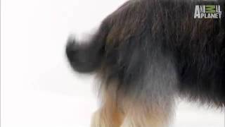 Dogs 101 Briard [upl. by Ahtimat]