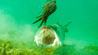 Insane Underwater Footage Fish Attacking Lures And Bass Fishing Tips [upl. by Sumetra350]