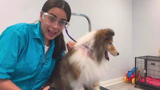 Grooming a Shetland Sheepdog “Sheltie” [upl. by Karlotte]