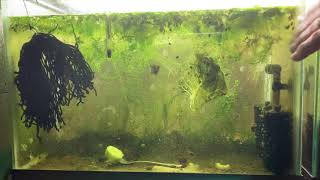 Scuds Daphnia Cherry Shrimp Copepods My aquatic food culture [upl. by Ardekal]